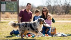 Thinking of adopting an Australian Shepherd? Here’s everything you need to know first